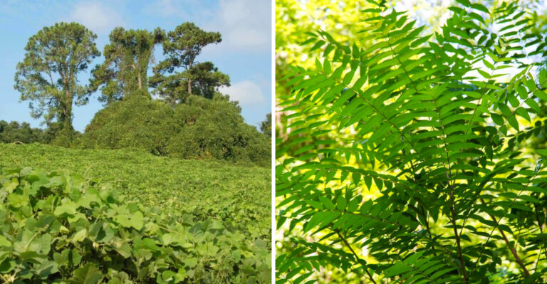Invasive Plants North Carolina Homeowners Are Urged To Remove This Spring