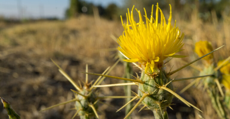 Invasive Plants That Are Harming California’s Native Landscape