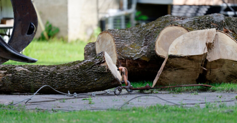 Iowa Takes Its Tree Laws Seriously And So Will Your Wallet