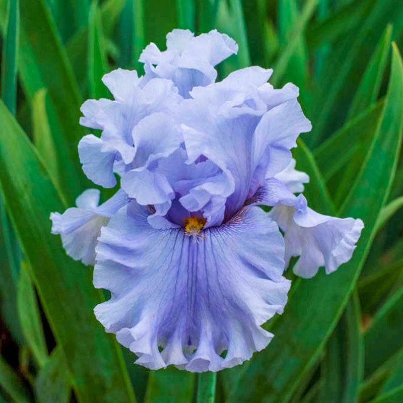 Iris Brings Long-Lasting Color To Michigan Beds Iris Brings Long-Lasting Color To Michigan Beds