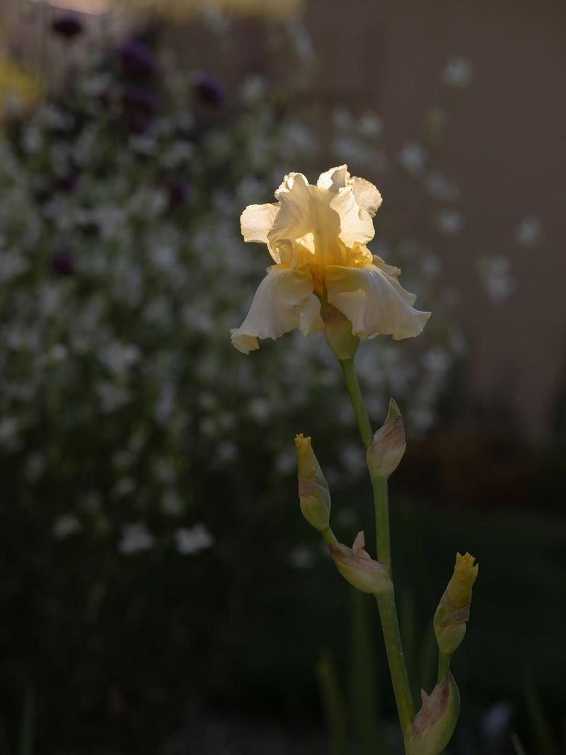 Iris Not Getting Enough Sun