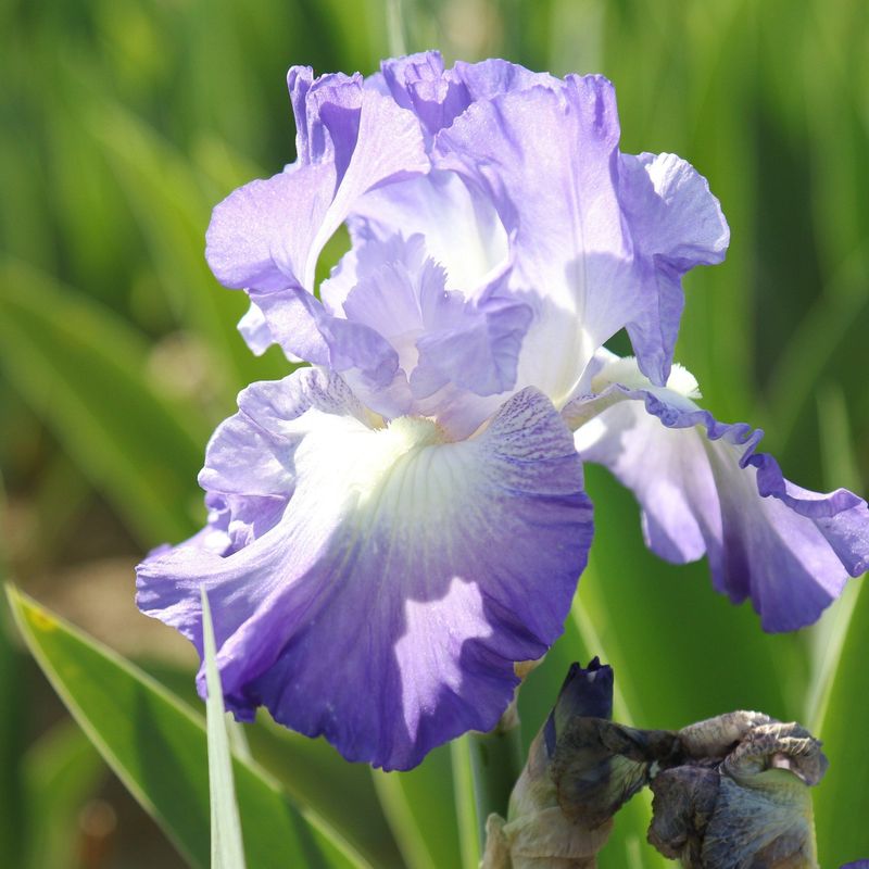Irises Add Color To Early Summer Gardens