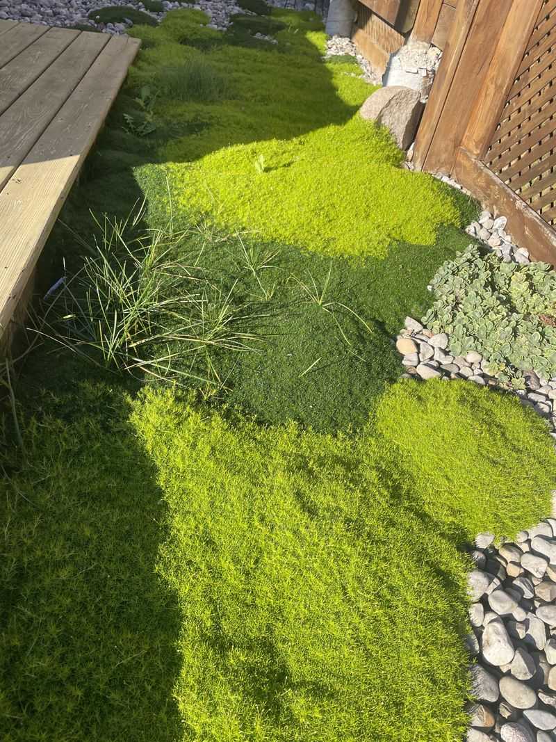 Irish Moss