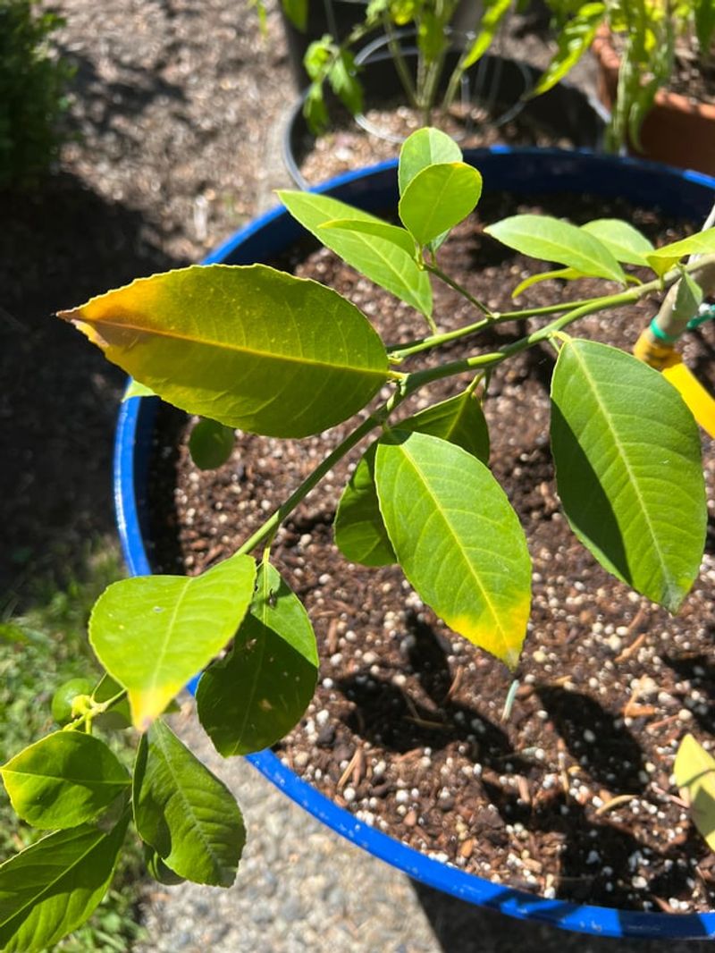 Iron Chelate Applications Can Improve New Growth Faster