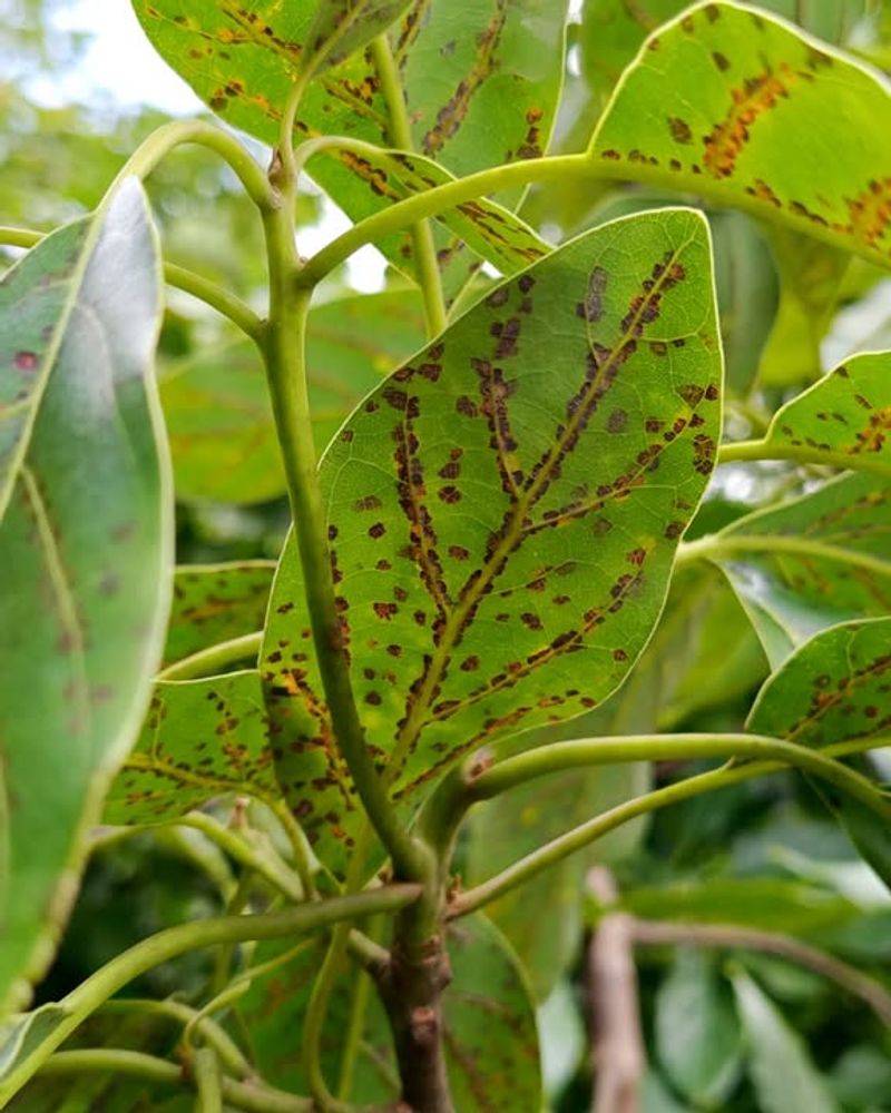 Iron Chlorosis Shows Up On New Leaves