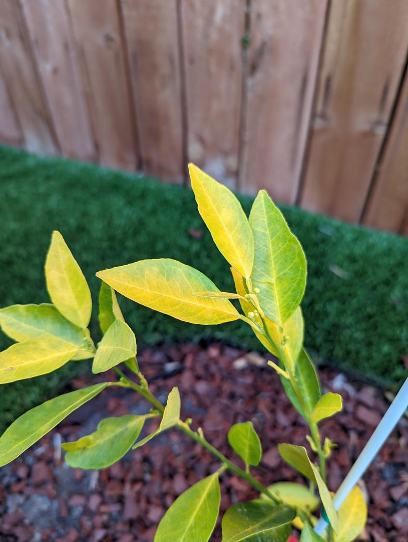 Iron Chlorosis