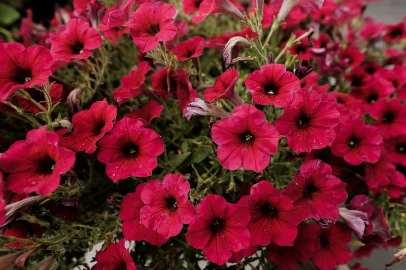 Iron Deficiency Is Stealing The Green Right Out Of Your Petunias Iron Deficiency Is Stealing The Green Right Out Of Your Petunias