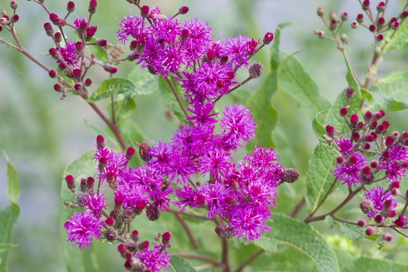 Ironweed Adds Height And Pollinator Appeal