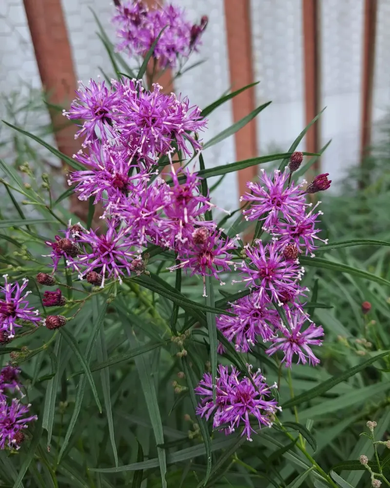 Ironweed Ironweed