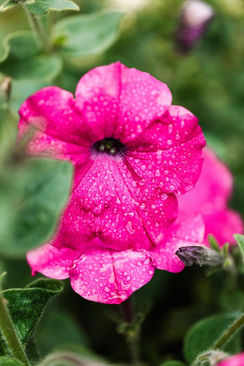 Irregular Watering Is Quietly Stressing Your Petunias Irregular Watering Is Quietly Stressing Your Petunias