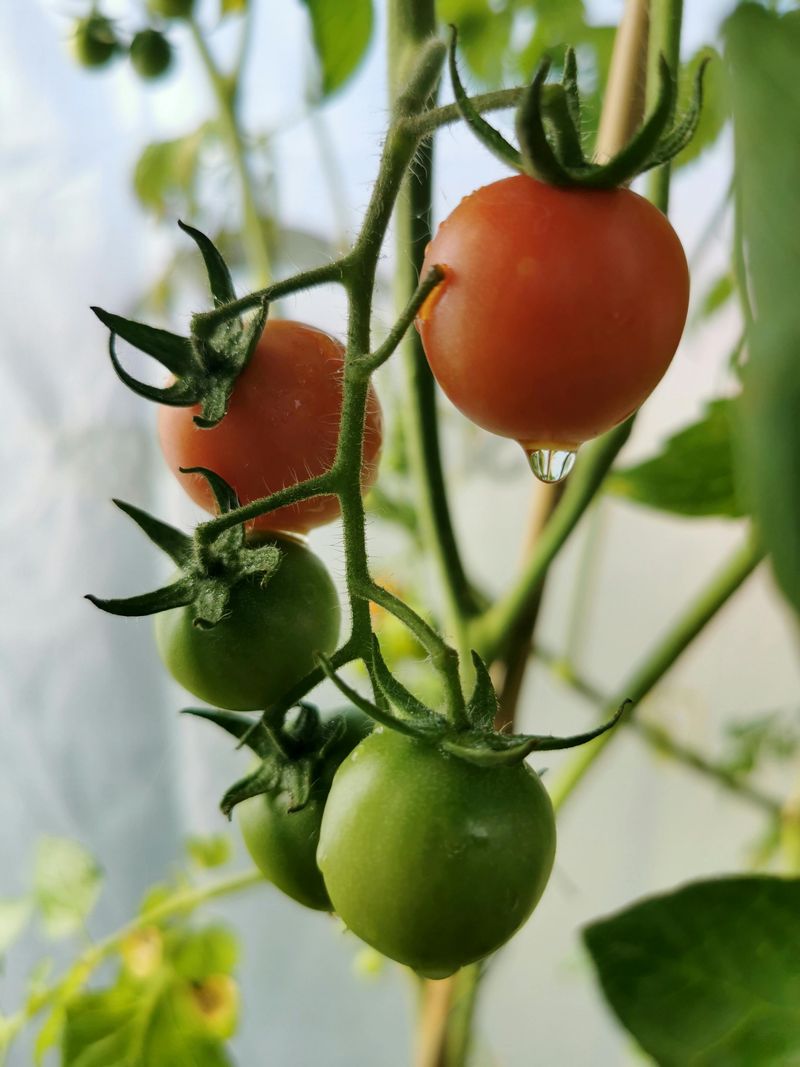 Irregular Watering Is The Number One Crack Culprit