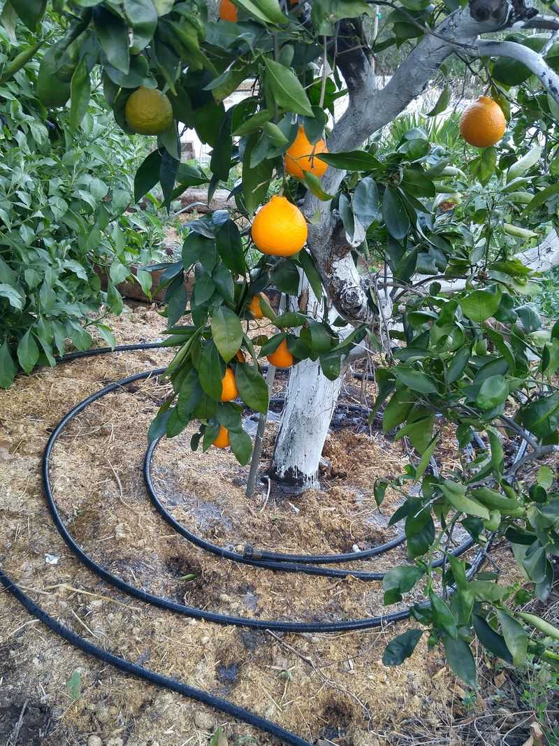 Irrigation Coverage Should Reach Beyond The Outer Canopy