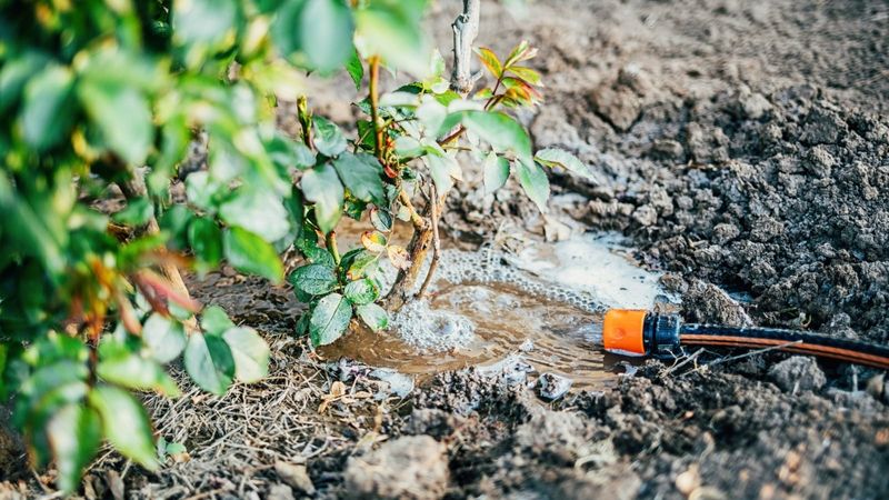 Irrigation Gaps Can Leave Important Roots Too Dry
