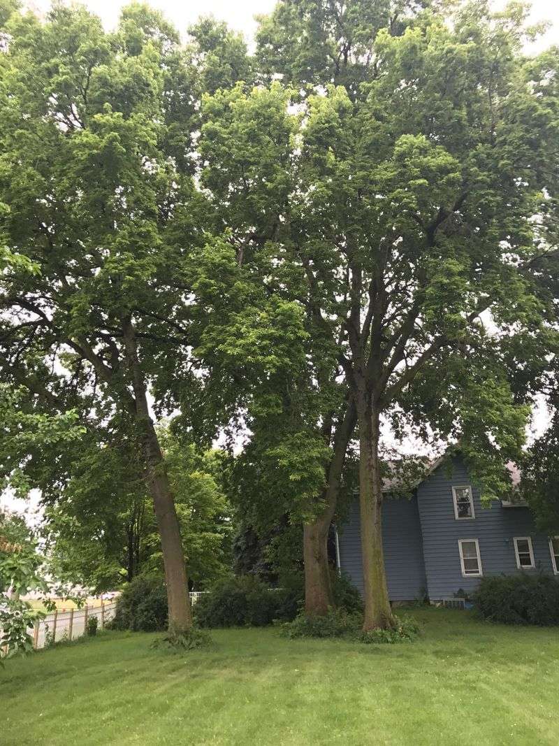 Is Hackberry The Right Tree For Your Property Is Hackberry The Right Tree For Your Property