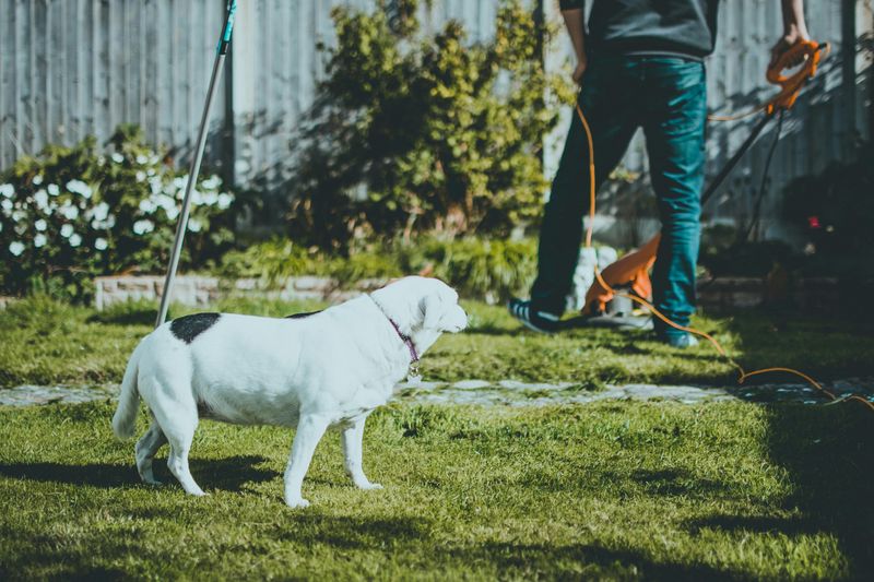 Is Nandina Also A Problem For Pets And Children