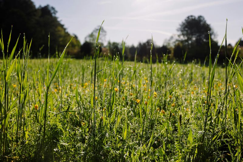 Is No Mow May Actually Worth It For Virginia Homeowners Is No Mow May Actually Worth It For Virginia Homeowners