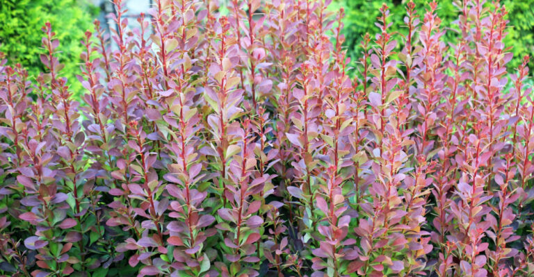 Is This Popular Shrub Actually Wrong For Your New Jersey Garden