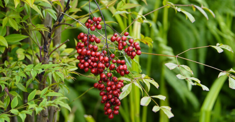 Is This Popular Shrub Doing More Harm Than Good In Your Virginia Yard?