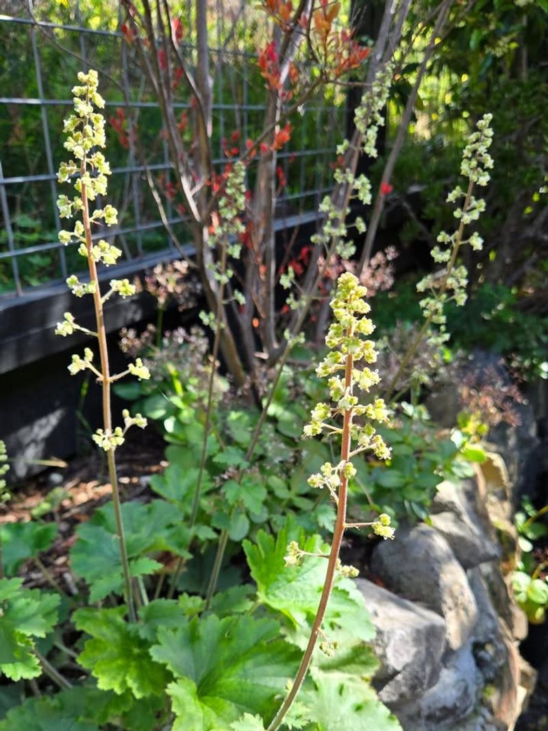 Island Alum Root Works In Shadier Fire-Wise Beds