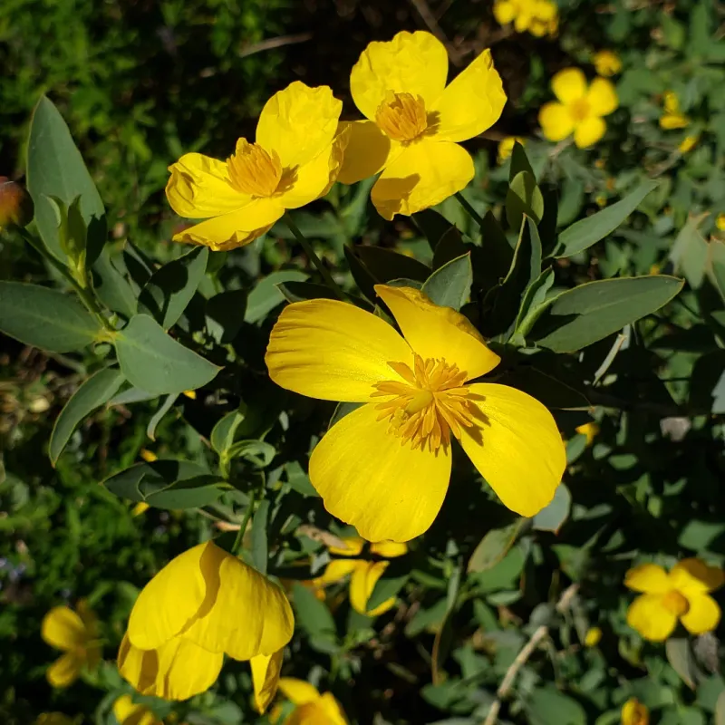 Island Bush Poppy