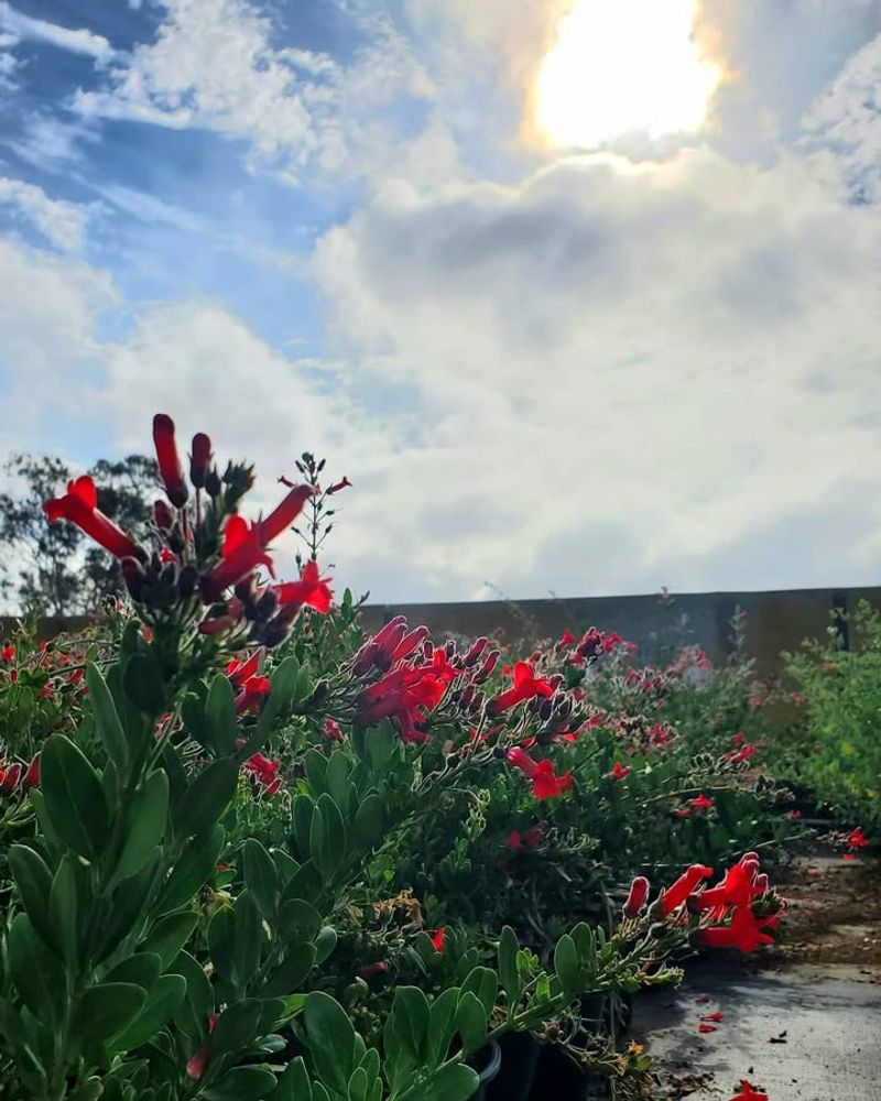 Island Bush Snapdragon