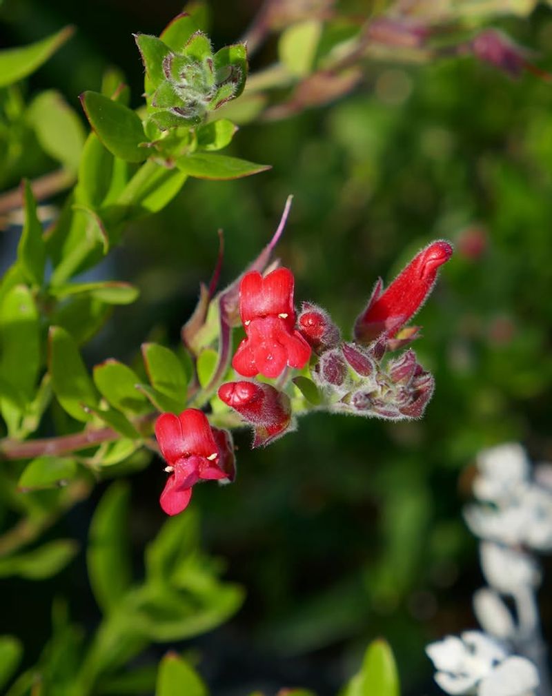 Island Bush Snapdragon