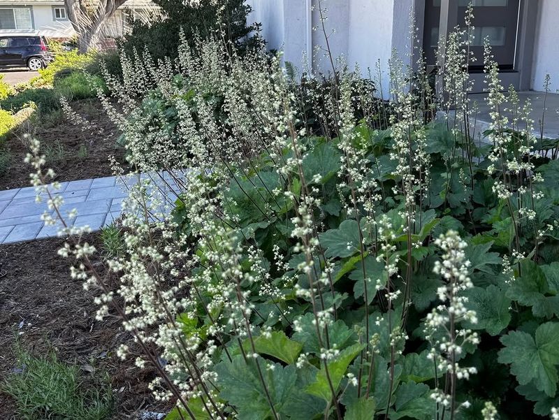 Island Coral Bells