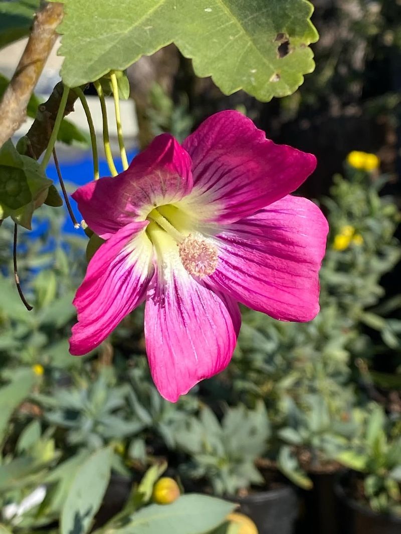 Island Mallow