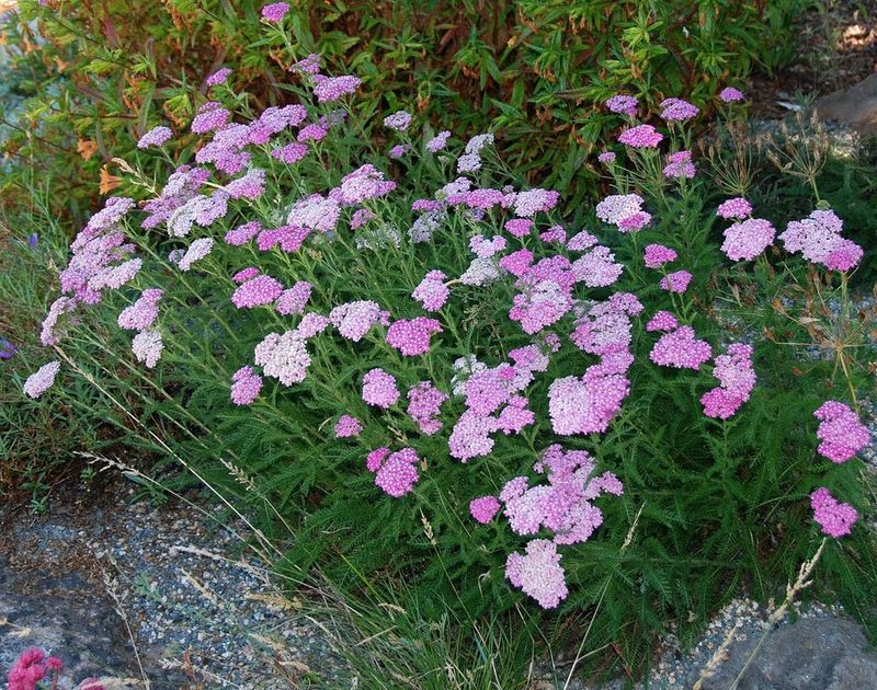 Island Pink Yarrow Brings Soft Color To Sunny Spaces