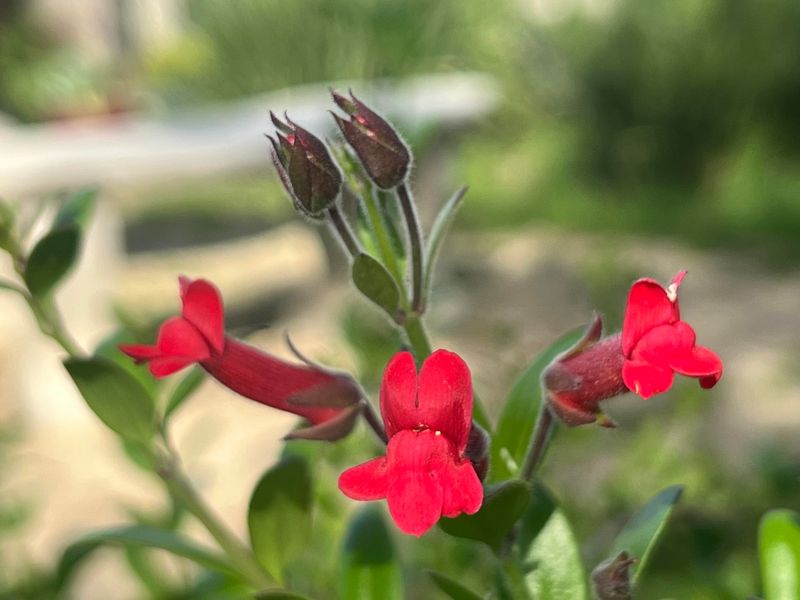 Island Snapdragon