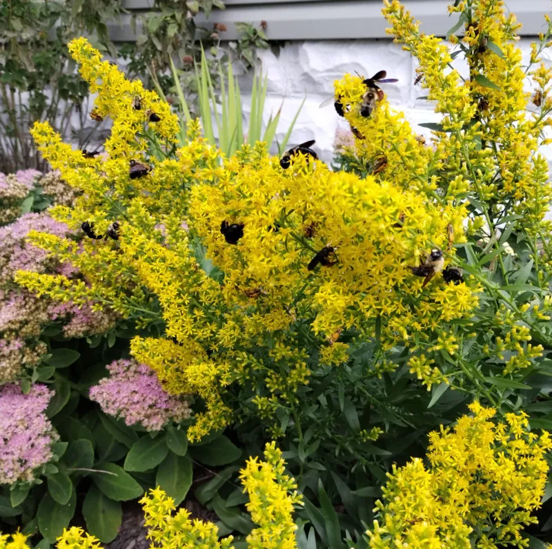 It Adds Bright Color When Gardens Start Fading