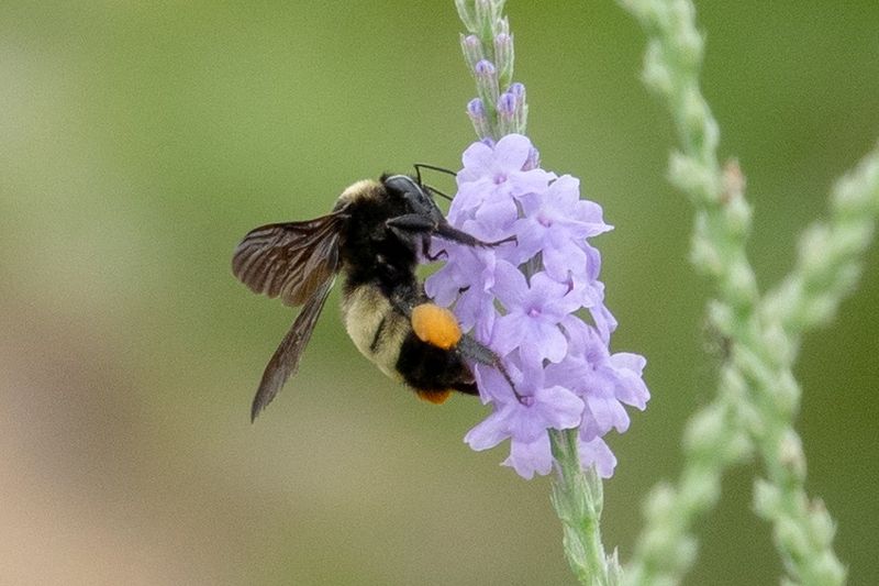 It Attracts Butterflies And Pollinators