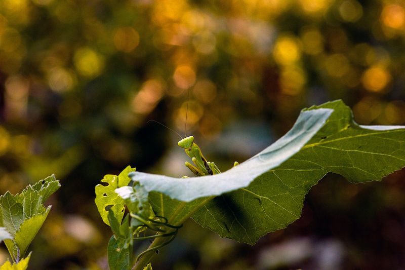 It Attracts The Kind Of Insect Diversity That Benefits Everything Around It It Attracts The Kind Of Insect Diversity That Benefits Everything Around It