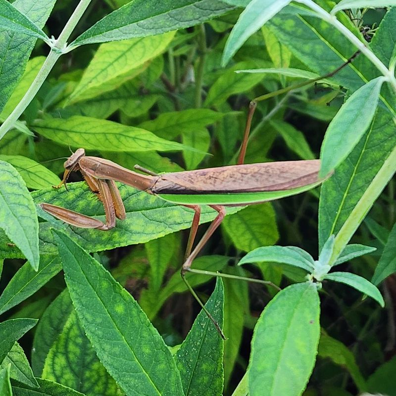 It Can Be A Sign Of A Healthy Food Web