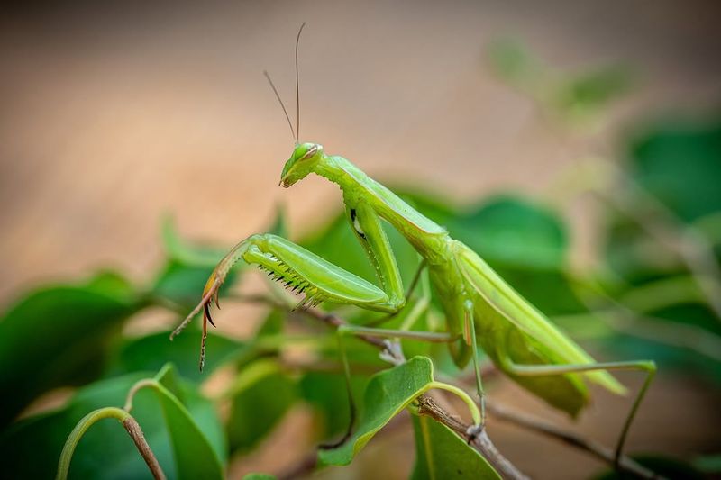 It Can Be A Sign Of A Living Food Web