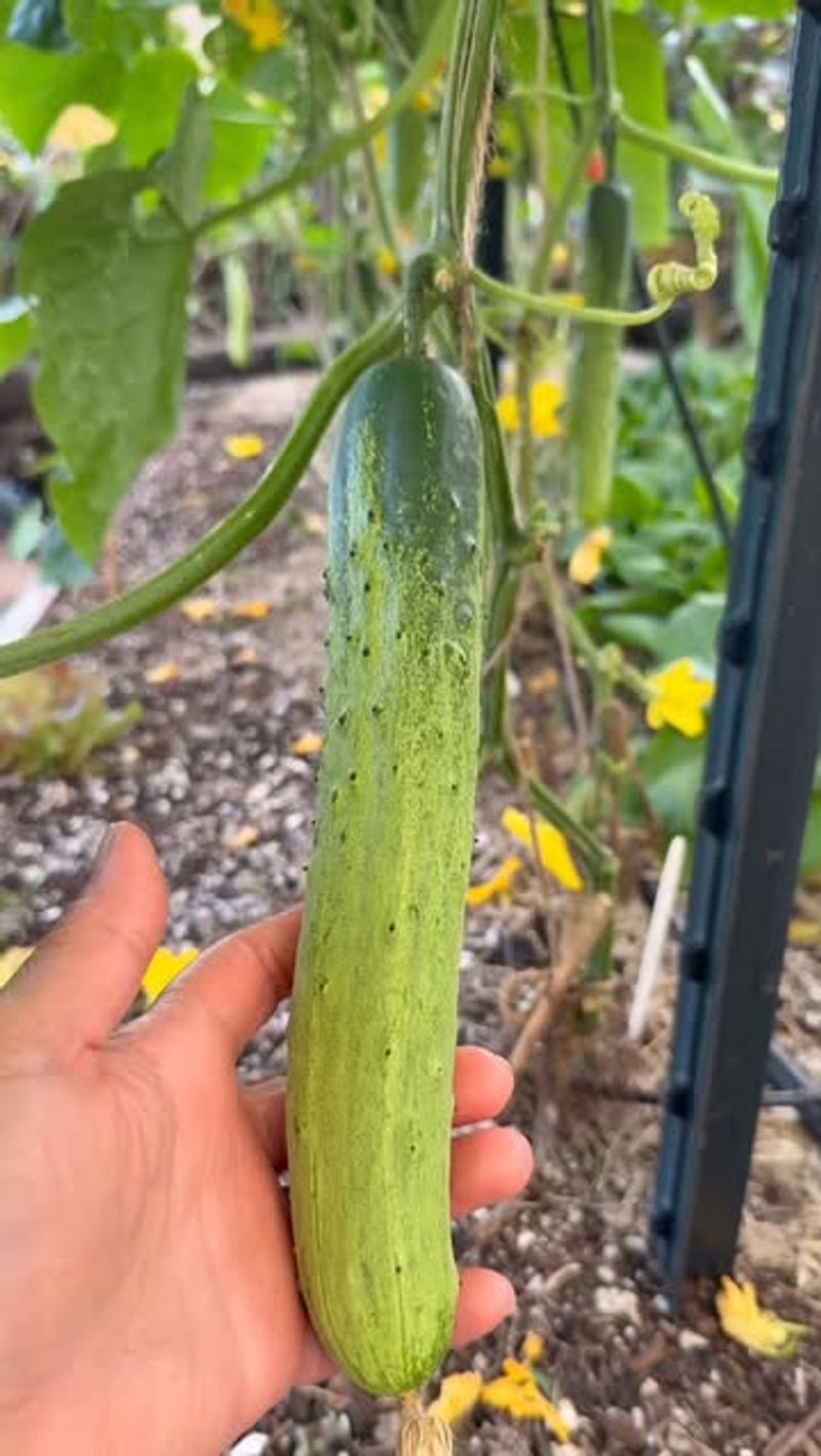 It Creates A Physical Barrier Around Tender Cucumber Stems