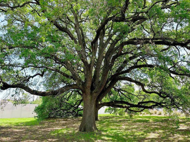 It Creates Valuable Shade During Extreme Heat
