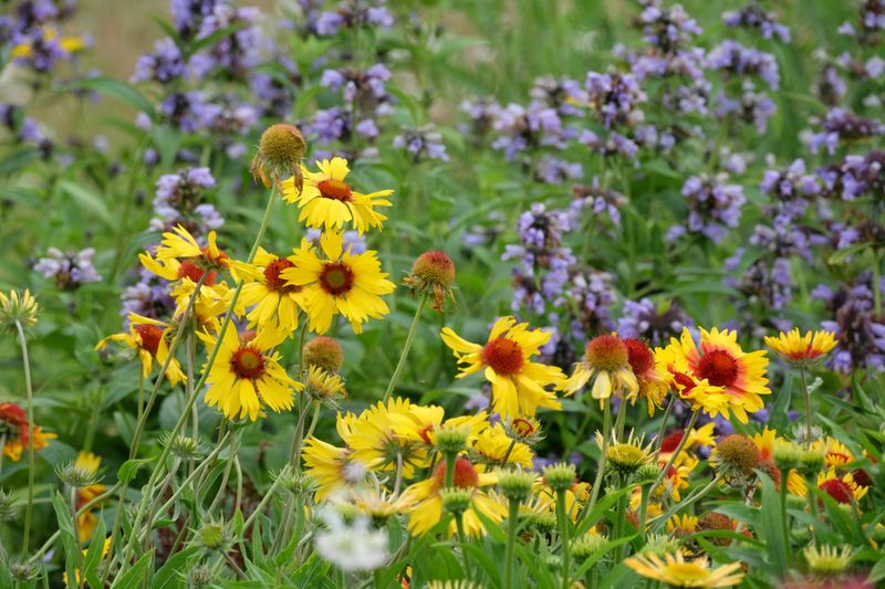 It Crowds Out Native Plants 