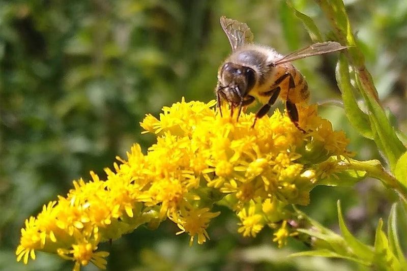 It Feeds Pollinators Late In The Season