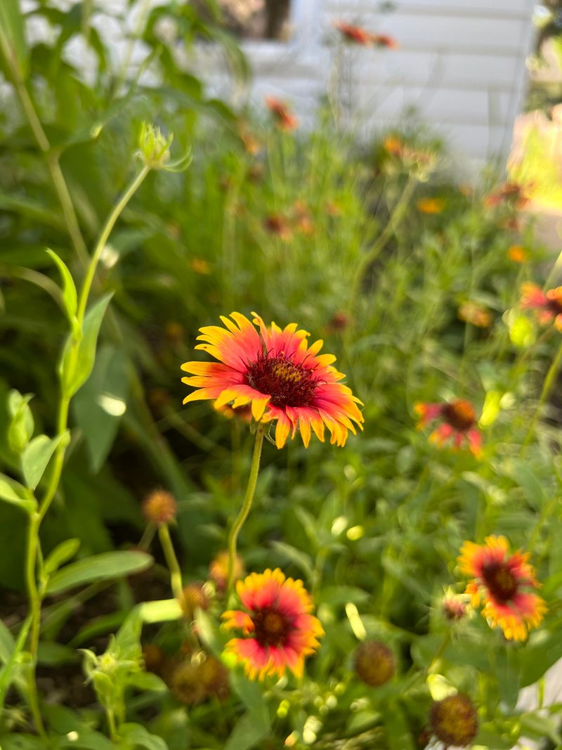 It Gives Big Color Without Much Fuss It Gives Big Color Without Much Fuss