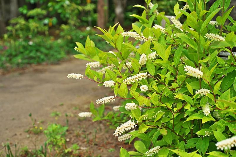 It Grows Well In Sun Or Part Shade