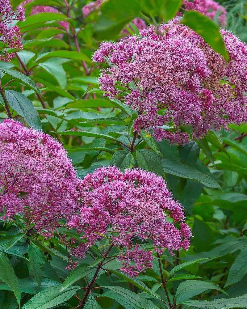 It Handles Moist Soil Better Than Many Perennials