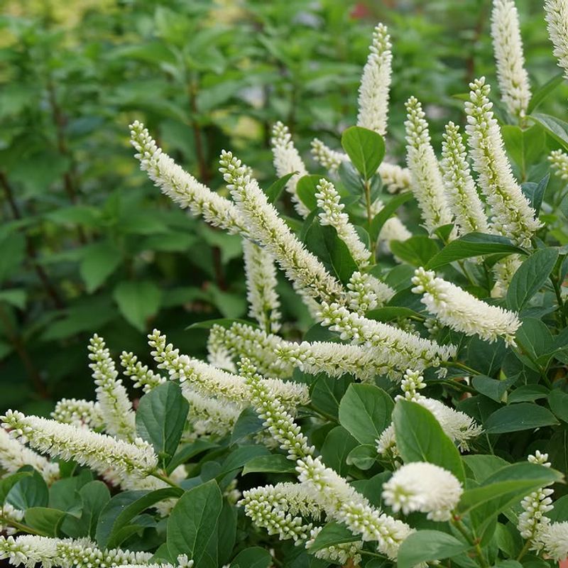 It Handles North Carolina Heat Better Than Many Hydrangeas