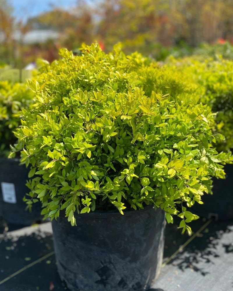 It Handles Texas Heat Better Than Boxwood It Handles Texas Heat Better Than Boxwood