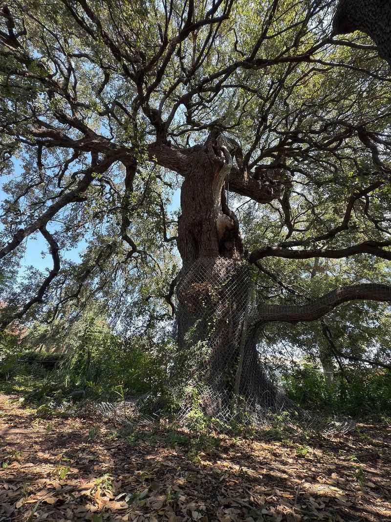It Is A Living Piece Of Texas Heritage