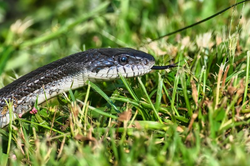 It Is Less Inviting To Snakes Too