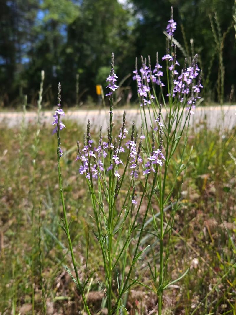 It Is Native To Texas
