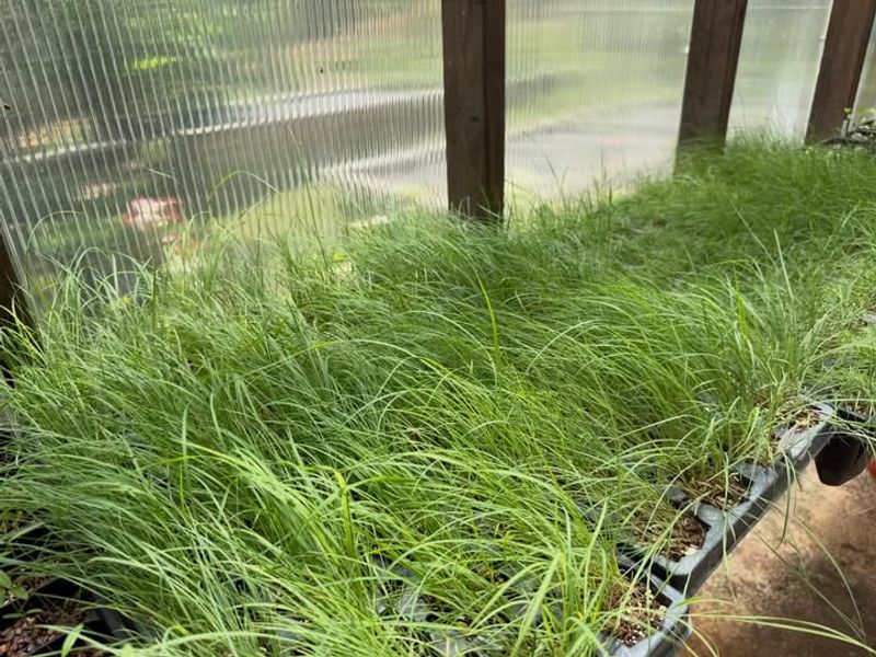 It Looks Best In Drifts Or Mass Plantings It Looks Best In Drifts Or Mass Plantings