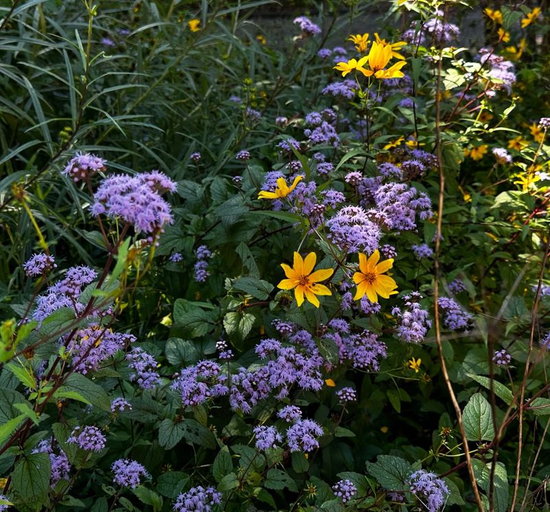 It Looks Incredible Paired With Fall Bloomers It Looks Incredible Paired With Fall Bloomers
