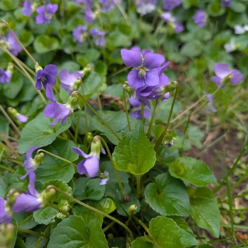 It May Actually Improve Eco-Friendly Lawns It May Actually Improve Eco-Friendly Lawns